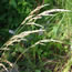 Calamagrostis acutifolia Avalanche